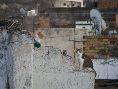 Cats on Rooftop