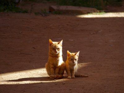 Feral Cats Enjoying the Sun
