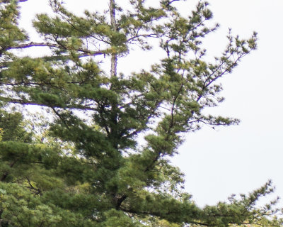 g9/91/505291/3/161207697.cOGm6X8A.jpg