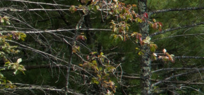 CV 35-1.2 F 8 Left Edge.jpg
