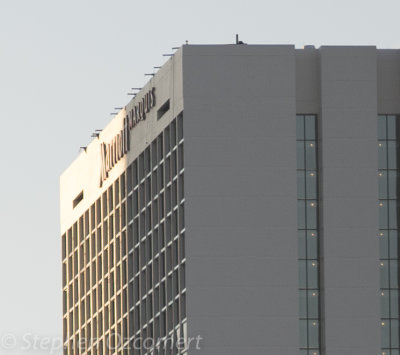 LoxiaF2.4marriott-0256.jpg