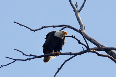 Eagles in Columbiana, Ohio