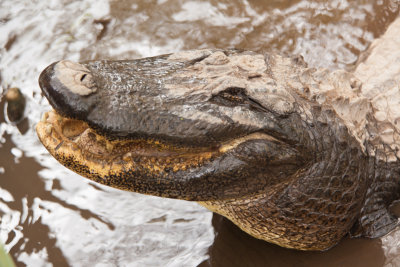 Alligator Alley