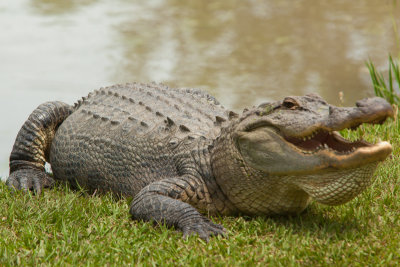 Alligator Alley