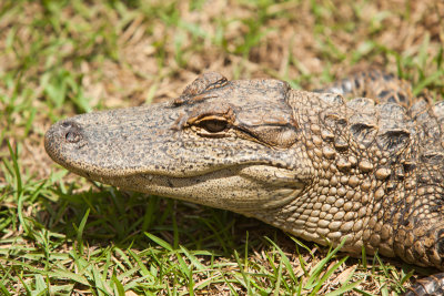 Alligator Alley