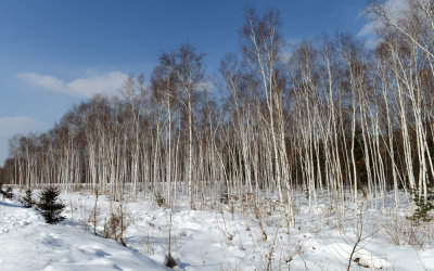 the_birch_trees_snow_winter