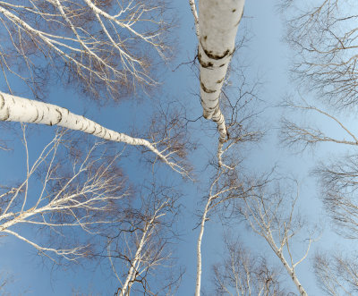 the_birch_trees_snow_winter