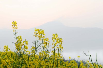 Jiangling Canola flower-DSC_0454.jpg