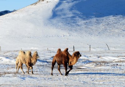 camel-DSC_0049.jpg