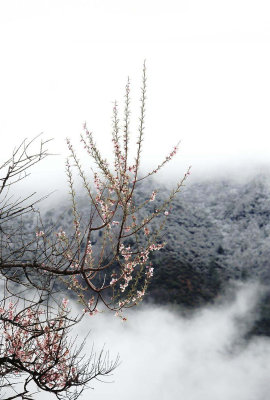 Tibet Linzhi peach blossoms