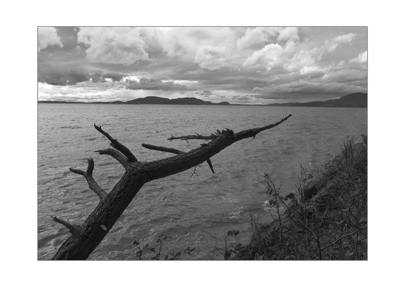 Branch over Bay