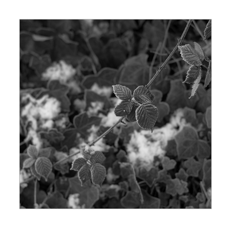 Frost