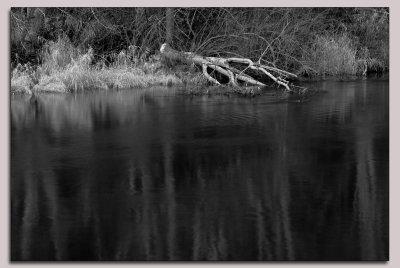 Reflection on Creek