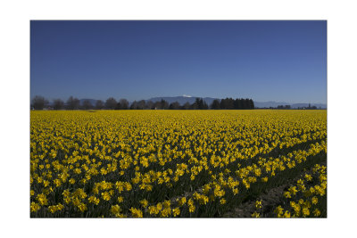 Dafs in Skagit