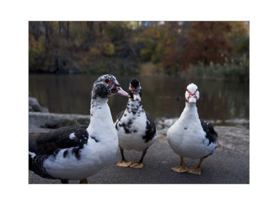 Ducks in their Row