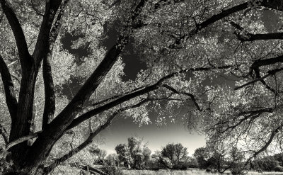 Fall in bw