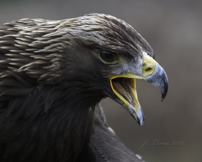 Canadian Raptor Conservancy