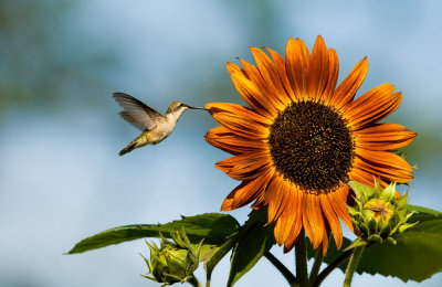 Hummer and Sunflower