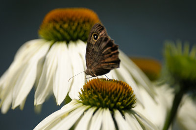 Butterfly on Coneflower