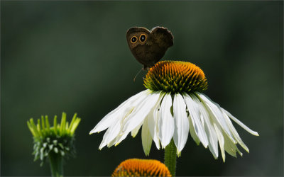 Butterfly on Coneflower