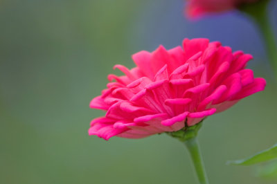 Zinnia