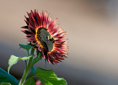 Bees in the Garden