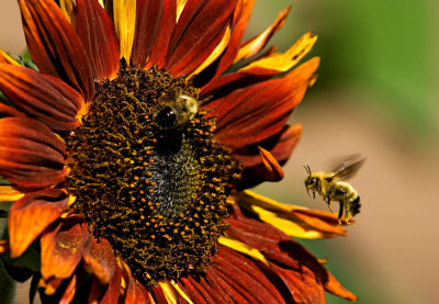 Pollen Feet