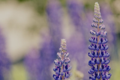 Lupines in Spring