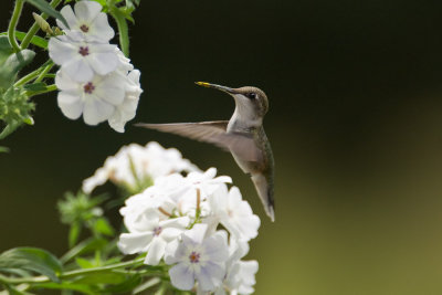 A Young Hummingbird in Phlox