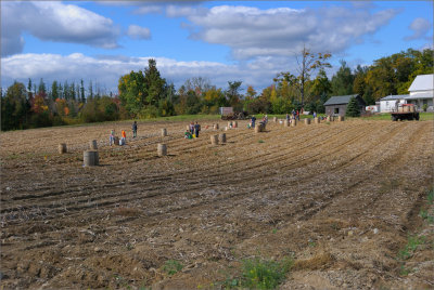 Field Trip, Picking Potatoes