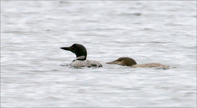 Loons in Fall