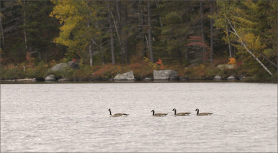 Canada Geese Stopping Over