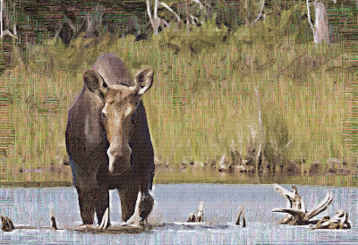 Cow Moose Painting
