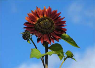 Sunny Day Sunflower