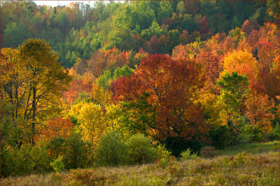 Backlit Color