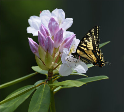Swallowtail in Rhododendron