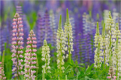 Lupines in June