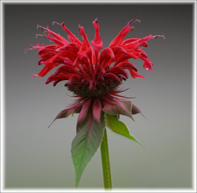 Bee Balm