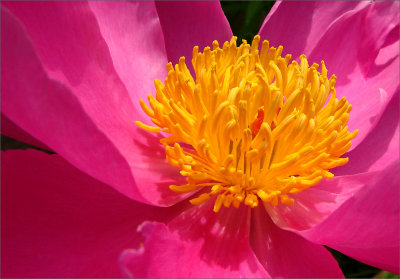 Inside a Flower