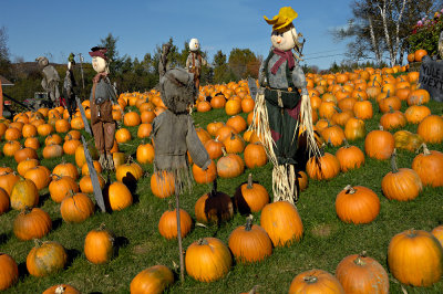 Pumpkin Patch