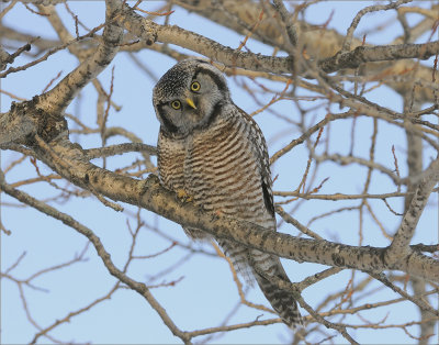 Northern Hawk Owl