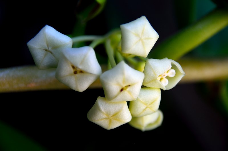 Sampaguita flower