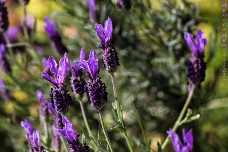 Lavanda