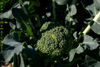 Orecchiette and broccoli coming