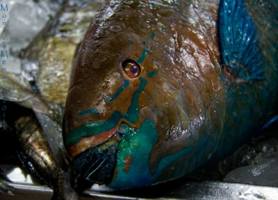 Parrot fish