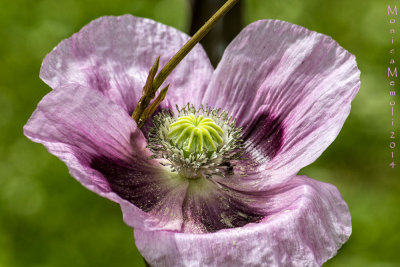 Pink Poppy