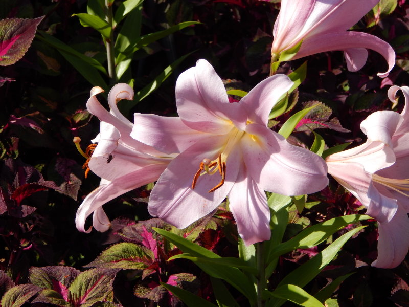 DSCN0712.JPG