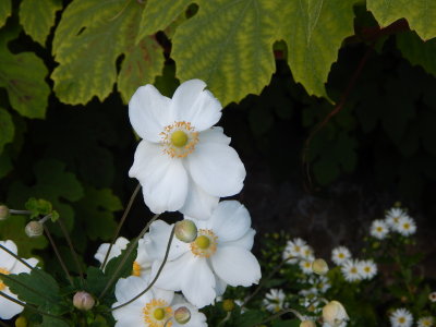 DSCN2123.JPG