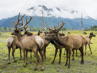 10 Alaska Conservation Centre (8).jpg