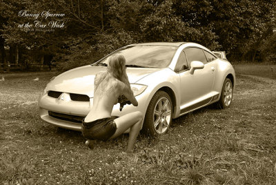 WASHING THE SILVER CAR BUNNY BLK WHT TINT EMAIL 10.jpg